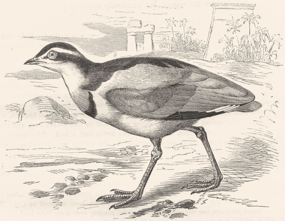 STILT-WALKER. Coursers. Trochilus, Crocodile Watcher c1870 old antique print